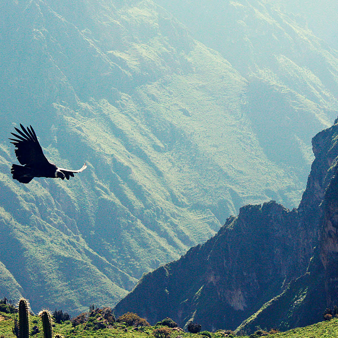 Arequipa